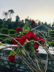 Poinsettia flower (Lalupate in Nepali language)  