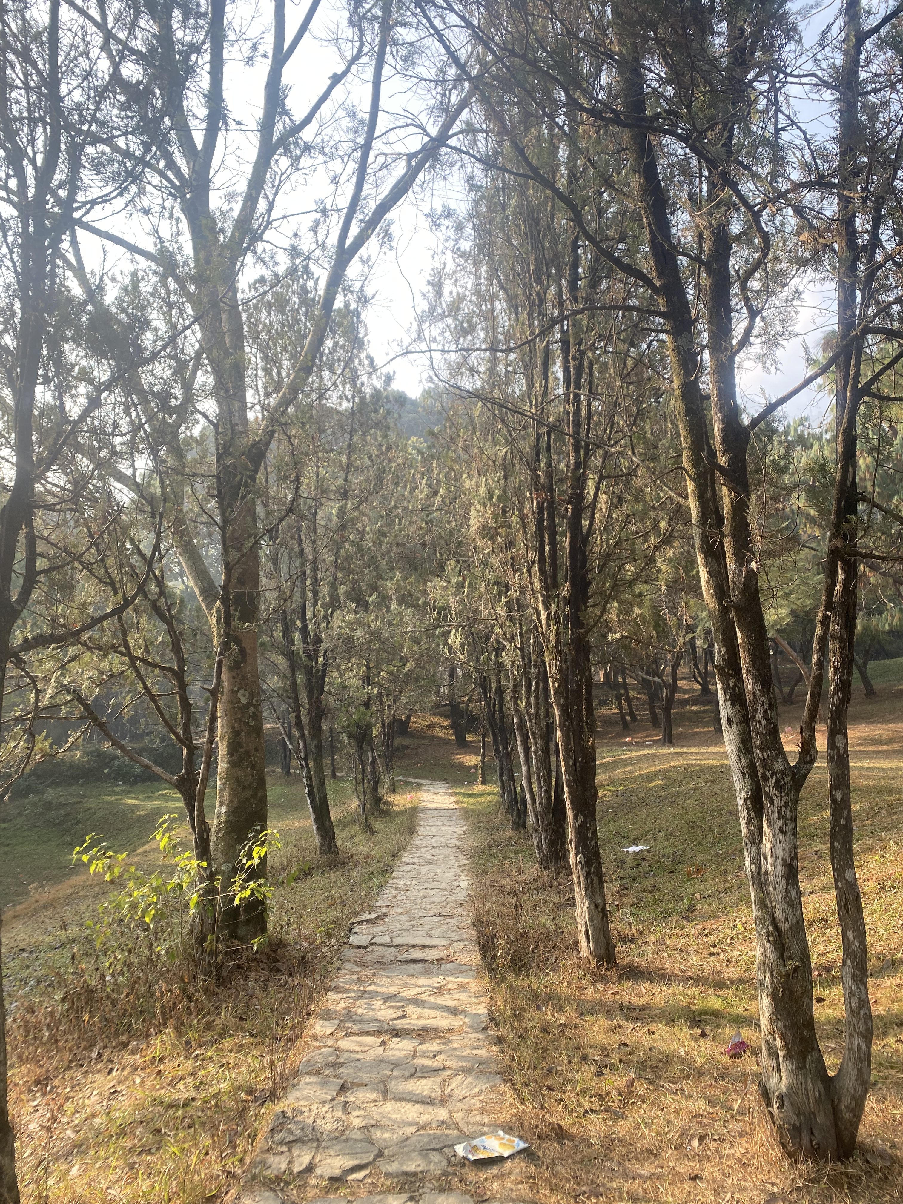 Pathway of stones in Tribhuwan Park with trees on both sides.