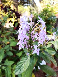 Delicate purple flowers on a Blue Twilight shrub surrounded by evergreen leaves. The plant's official name is  Pseuderanthemum graciliflorum.