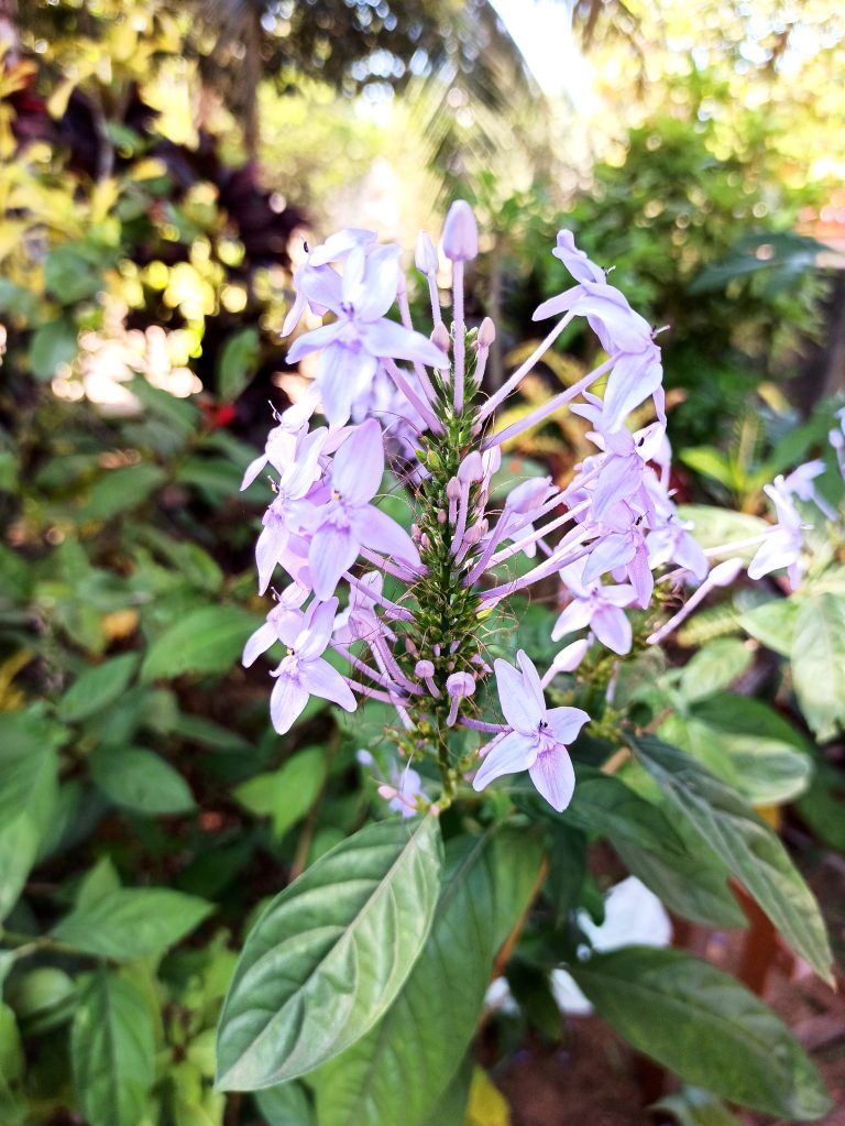 Delicate purple flowers on a Blue Twilight shrub surrounded by evergreen leaves. The plant’s official name is  Pseuderanthemum graciliflorum.