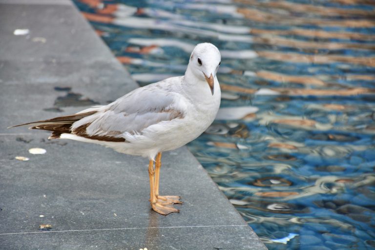 A seagull, from Dubai.