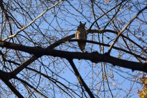 Owl on the tree