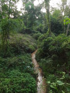 A narrow water canal flowing inside a green forest