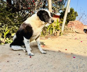 A dog lounging in the sun, eagerly anticipating something!