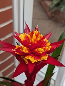 A the top of a red and yellow plant in front of a red brick wall 