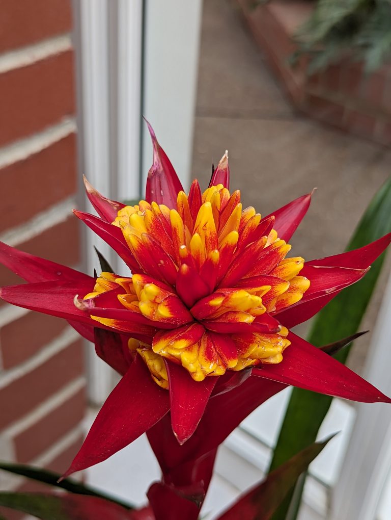 A the top of a red and yellow plant in front of a red brick wall