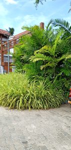 Lush green plants provide the landscaping in front of a brown and white building with a blus sky overhead.