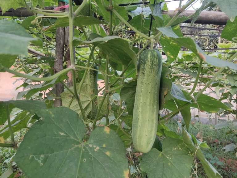 Live & fresh cucumber in garden