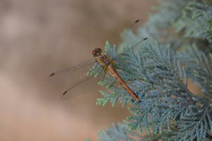 View larger photo: A closeup of a dragonfly on a pine tree branch.