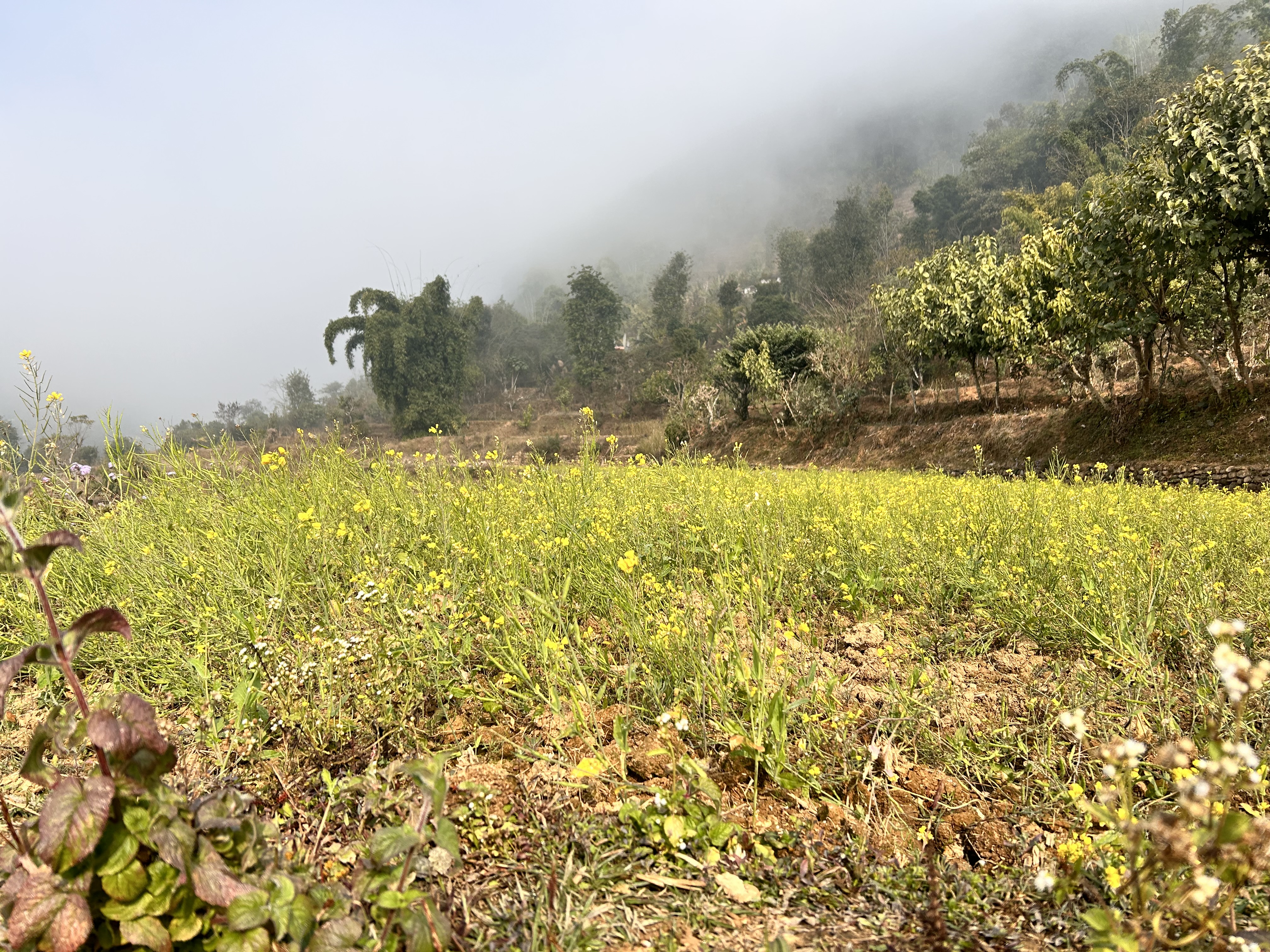 A stunning yellow mustard field in full bloom!