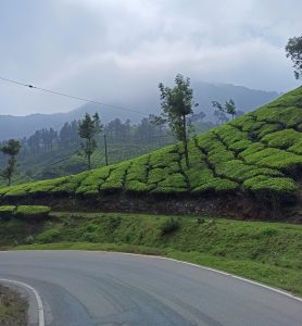 Kannan devan hills - is a large village located in devikulam taluk of idukki district in the indian state of kerala.
There are many small bushes lined up next to another creating a green carpet like ground.