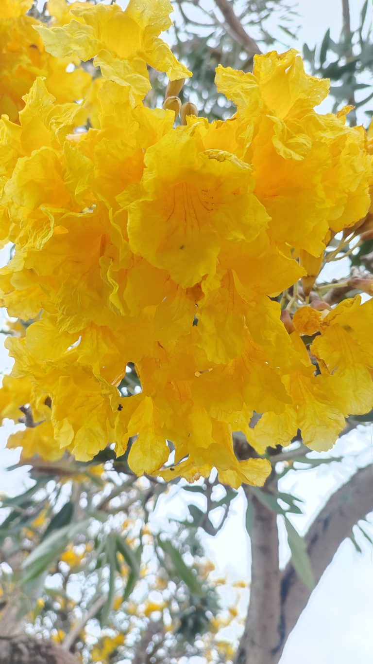 Yellow Tabebuya Flower