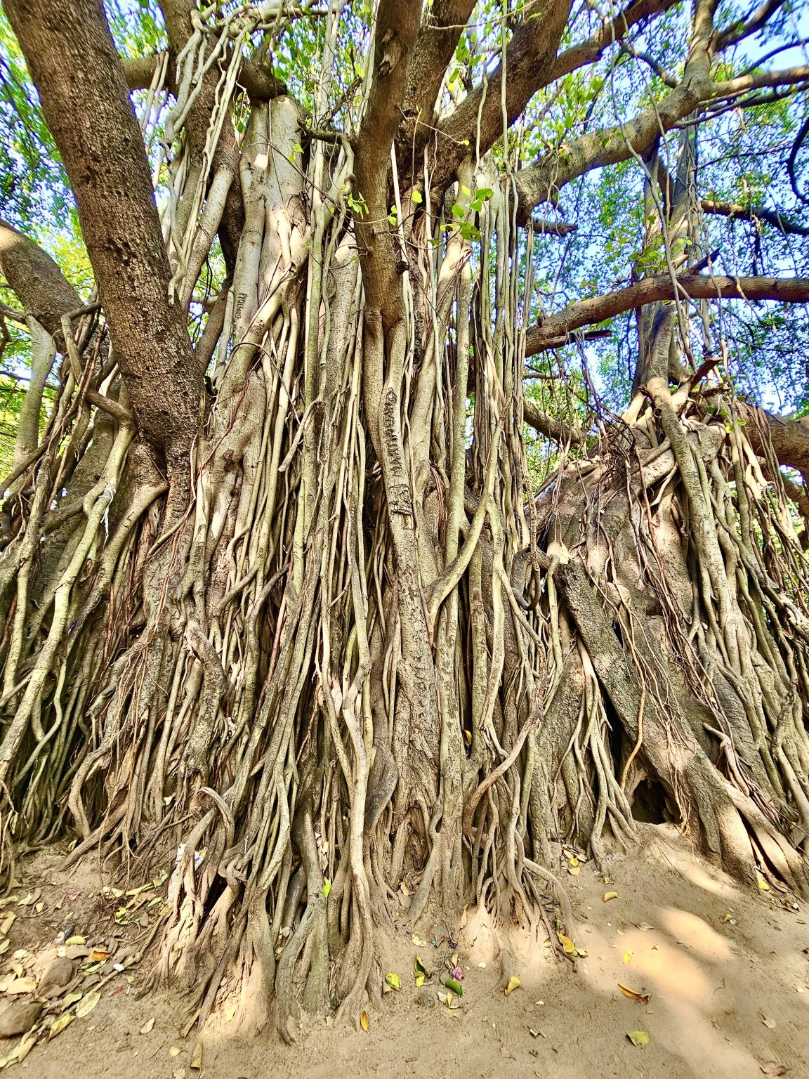 Aerial roots of a grand Ficus bengalensis tree. From Karuppaswamy Temple, Kollengode, Palakkad, Kerala.