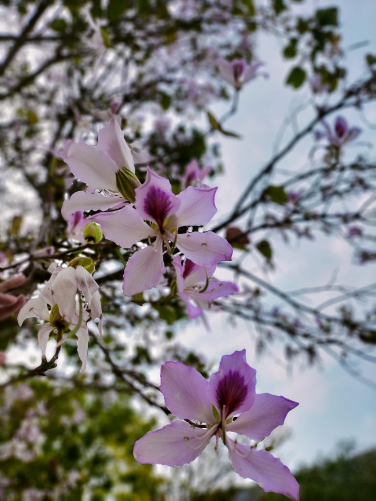 Bauhinia variegata Flower has a pink petal, in the backdrop there is a cloudless sky.