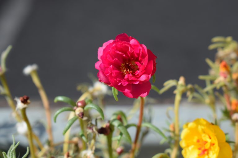 lovely crimson blossom