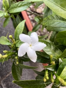 A small white flower with green leaf. 