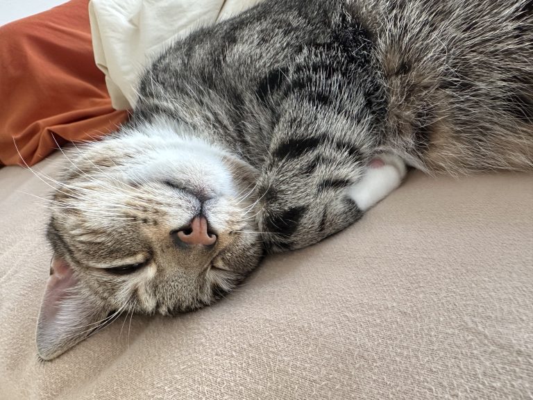 A black and white tabby cat sleeping peacefully on its side on a bed.