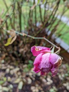 A dead rose flower hanging on the plant
