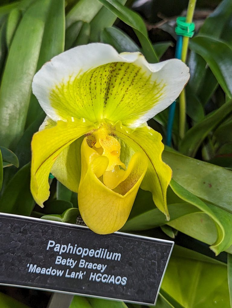 A closeup view of Yellow orchid flower.