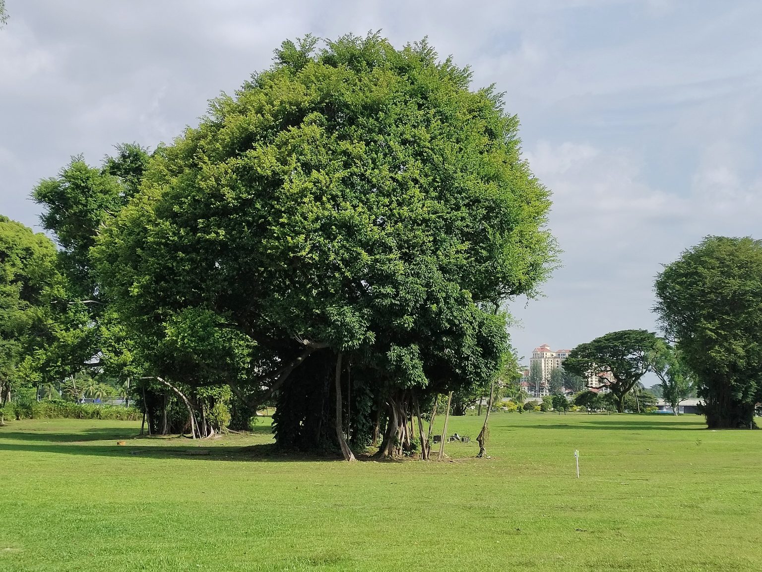 A serene landscape of a green field adorned with trees and lush grass.