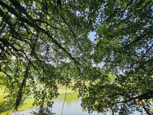 A grand Ficus bengalensis tree is hiding the full view of a pond in the background. From Karuppaswamy Temple, Kollengode, Palakkad, Kerala.