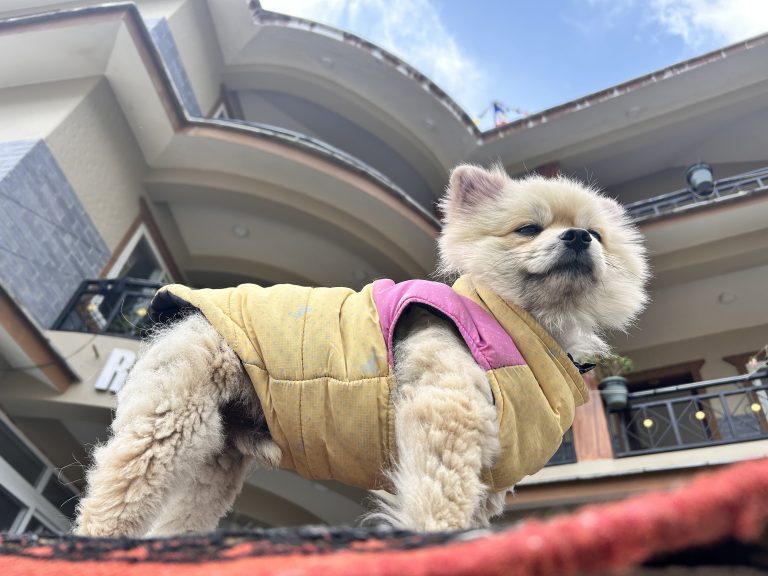 A dog wearing warm clothes high up at 2100 meters in winter.