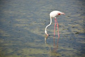 A greater flamingo(Phoenicopterus roseus) trying to find the food. From Ras Al Khor Wildlife Sanctuary, Dubai.