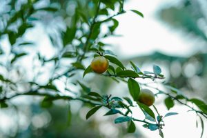 Pouteria caimito fruits