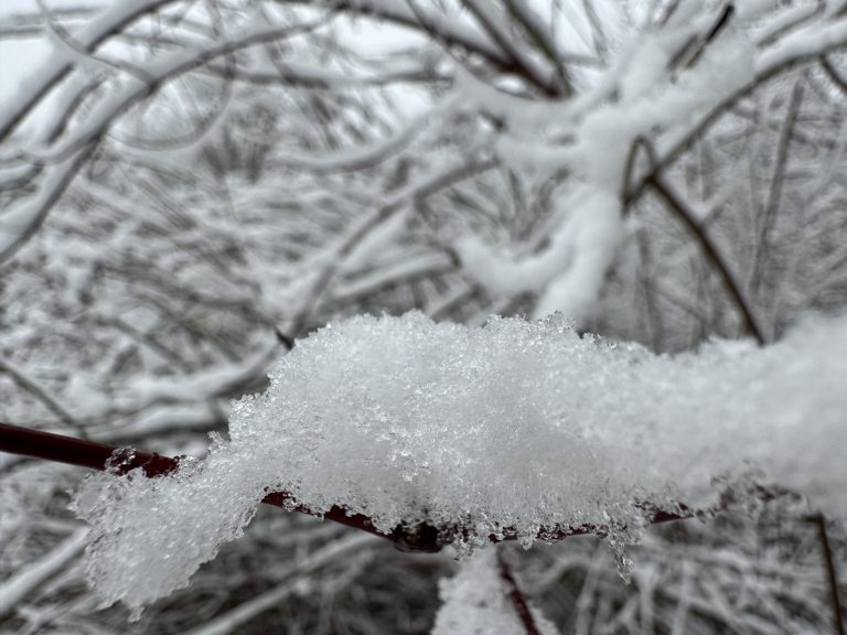 A close up of iced up snow on a bush branch.