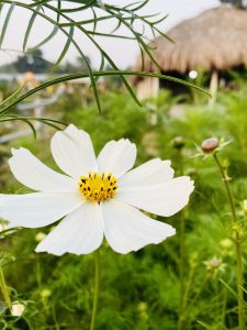 A close-up capture of white cosmos blossom in the garden.