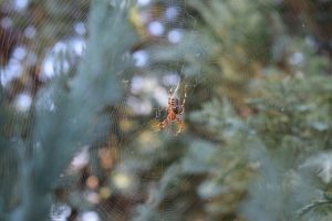 A spider on its web on the tree.