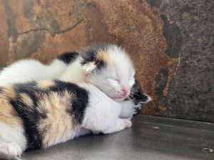 Two adorable kittens peacefully sleeping side by side on the floor.