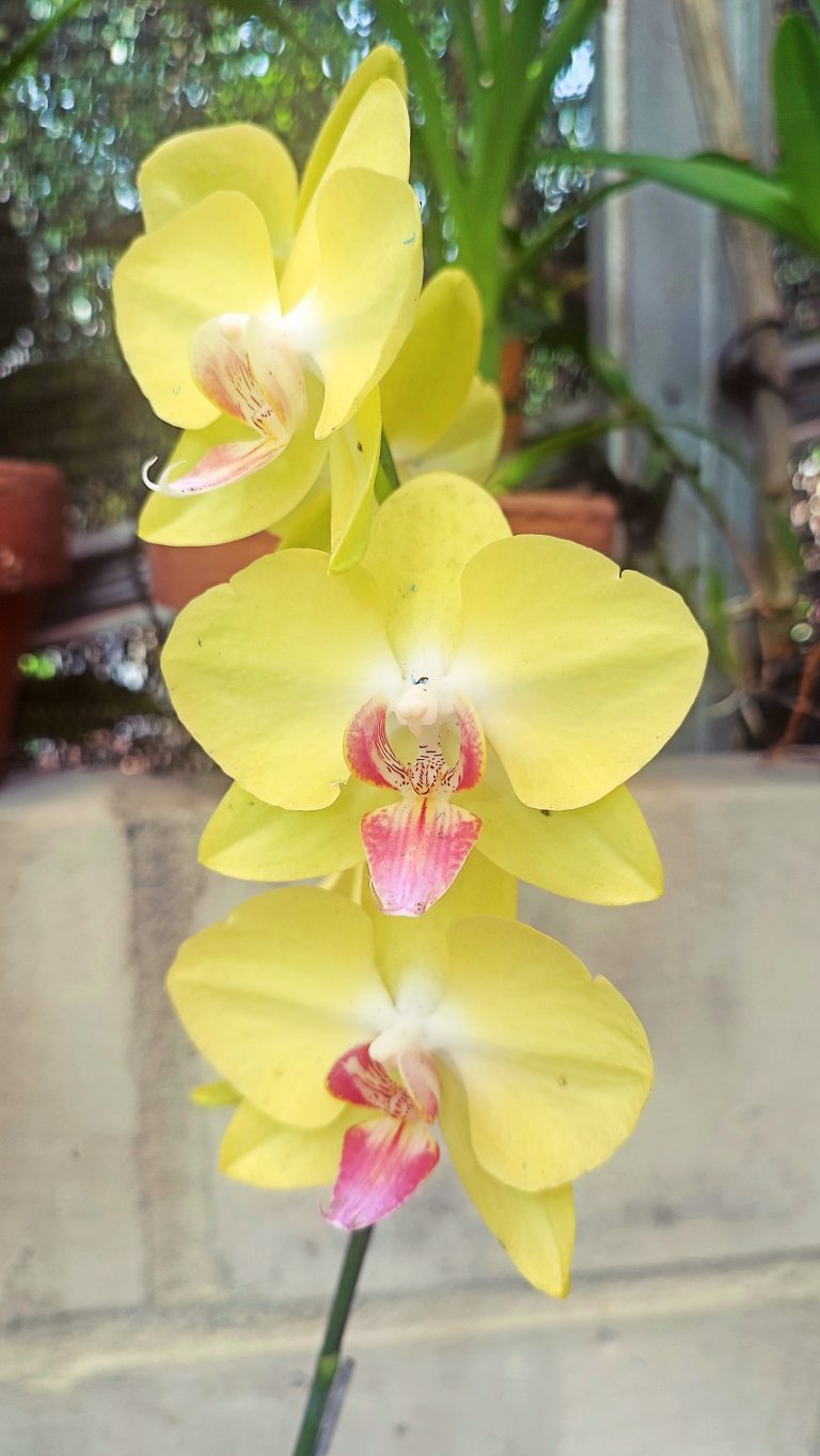 Yellow Orchid