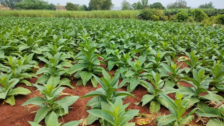 Tobacco farm, many small green plants in red dirt