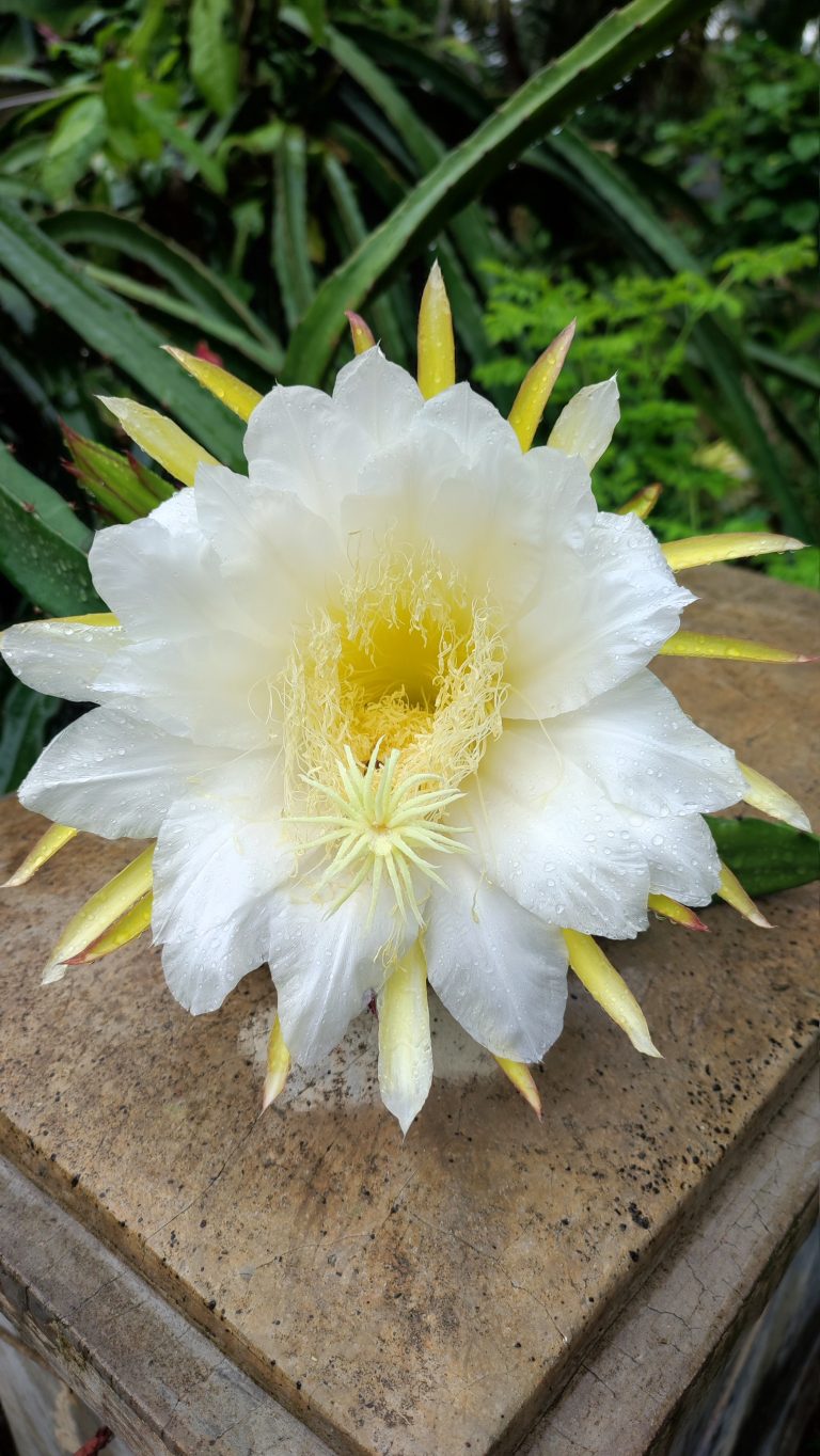 Dragon Fruit Flower