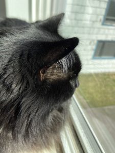 Black Maine Coon cat looking out window
