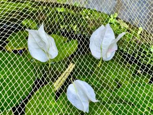 Fallen white bougainvillea flowers in a net. From our garden. Kozhikode, Kerala. 