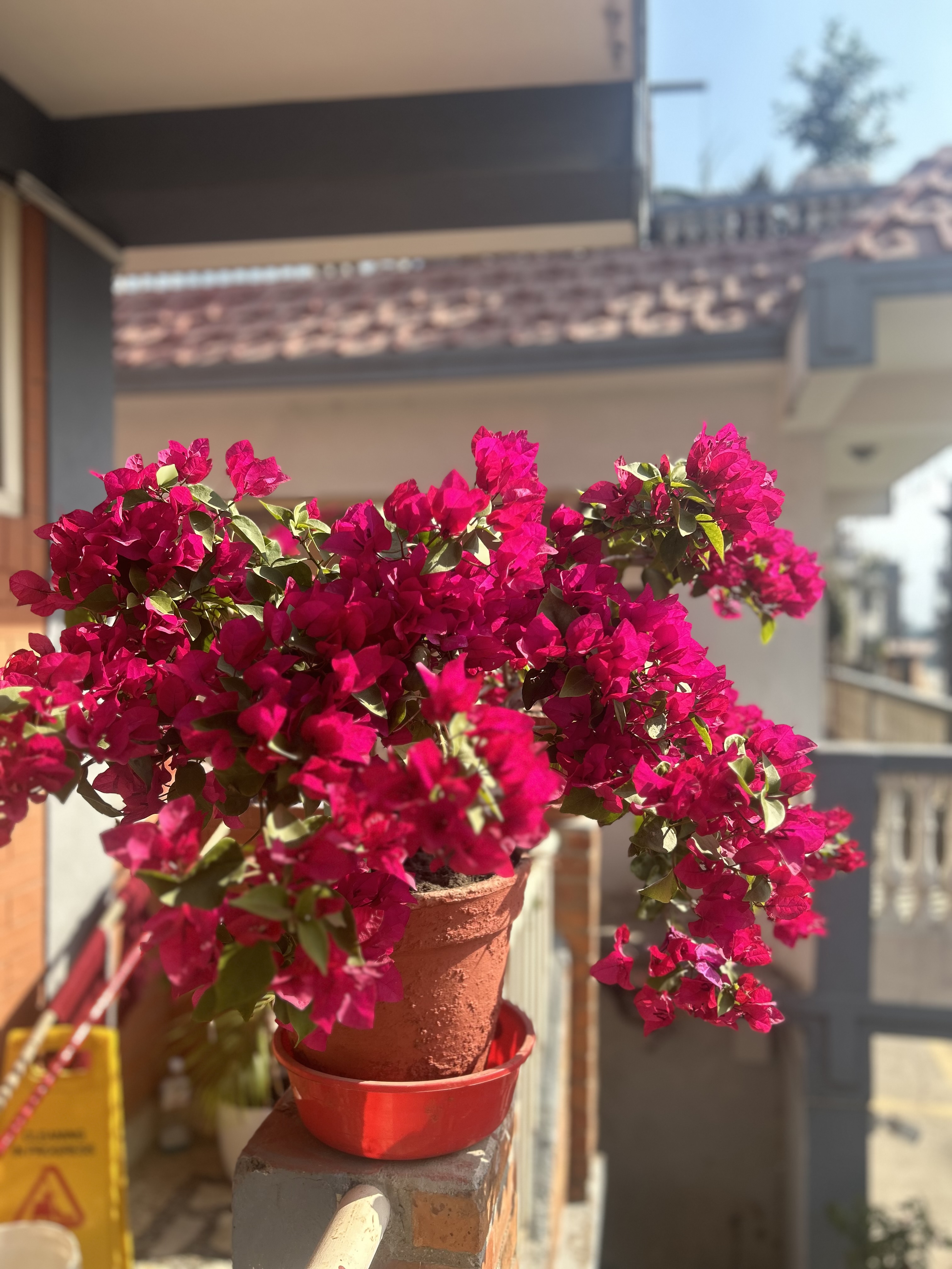 Red rose in a flower pot