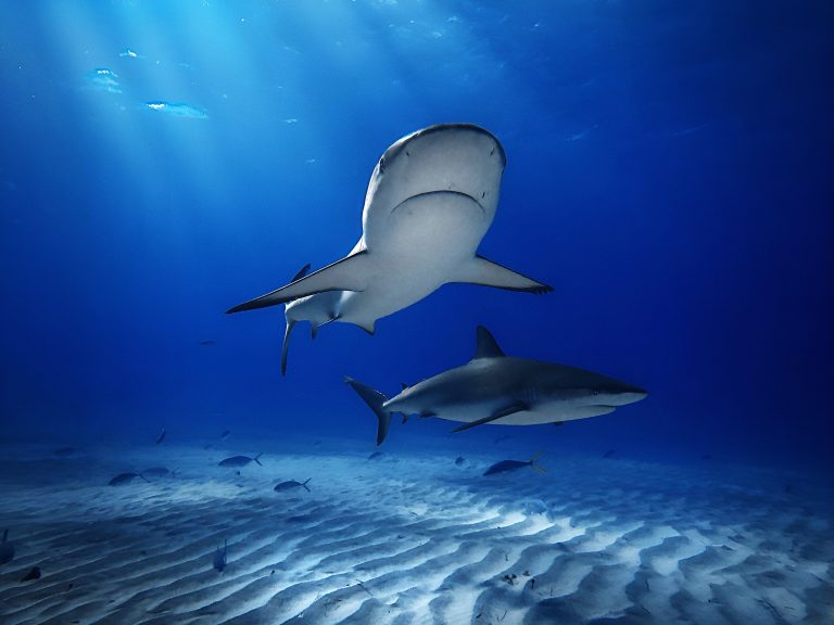 Two caribbean reef sharks glide through blue water at tiger beach, bahamas. The foreground shark is viewed from below, highlighting its snout, nostrils, mouth, and prominent pectoral fins. The other shark is visible from the side in the background. Rays of sun pierce the water, spotlighting the ocean floor.