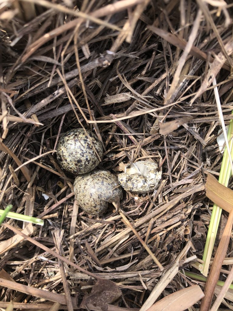 Broken eggs in abandoned nest.