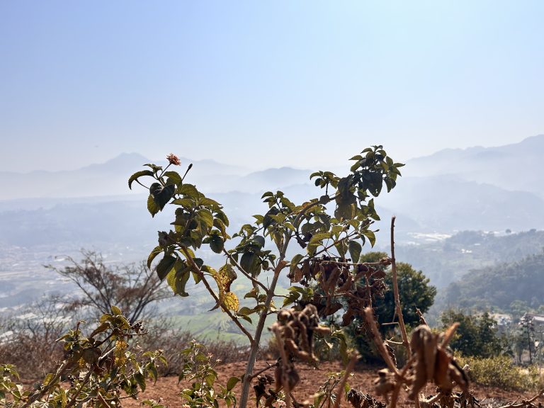 Tiny flowered plant with a backdrop of a hill.