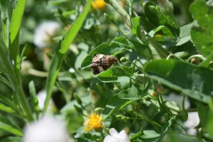 A moth on a plant.