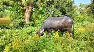 Buffalo Eating grass in Farm