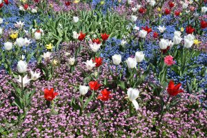 Field of colorful flowers