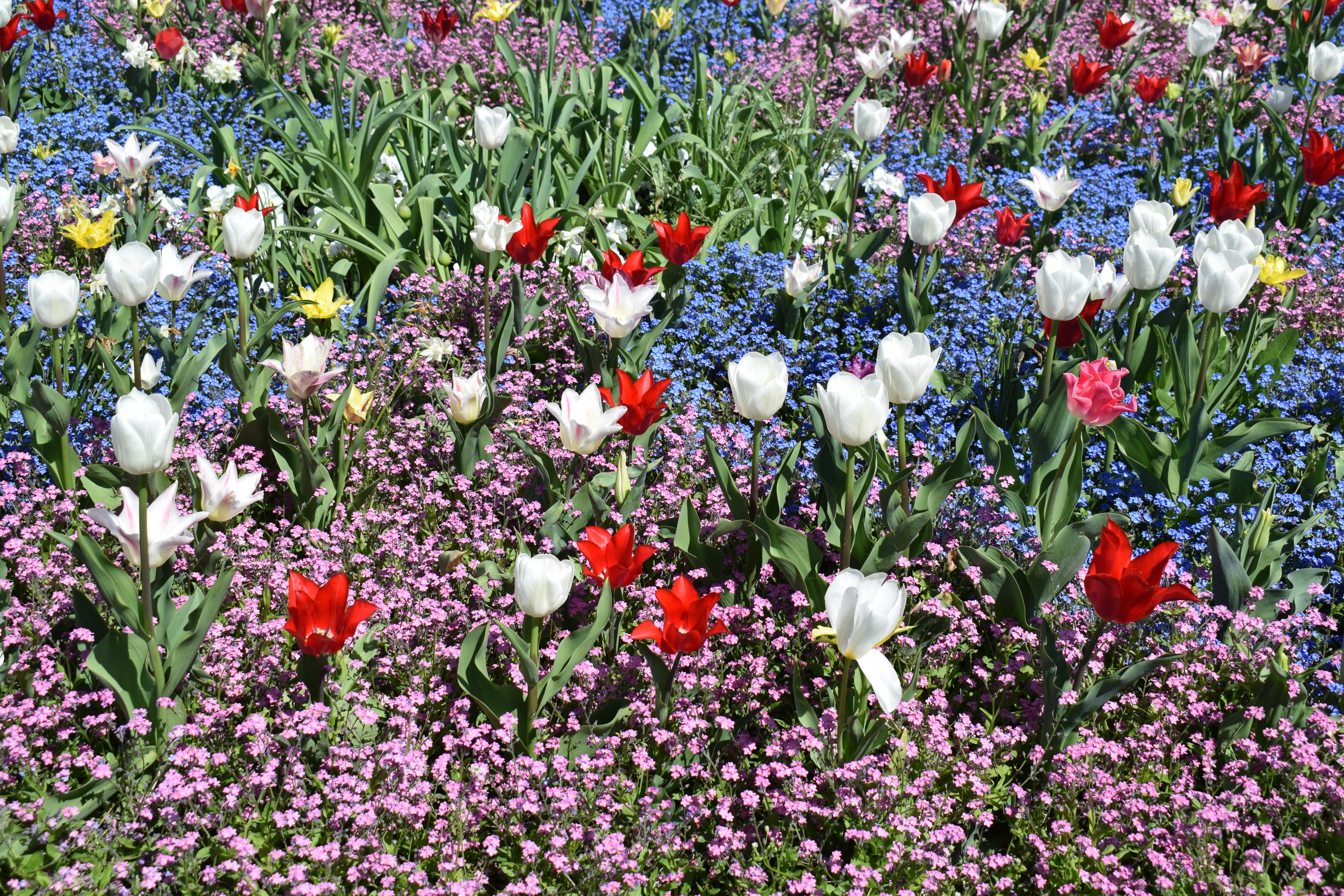 Field of colorful flowers