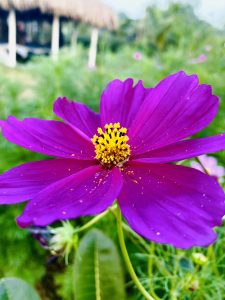 A close-up capture of a purple cosmos flower in the garden looks very nice and beautiful.