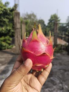 A hand holding a dragon fruit.