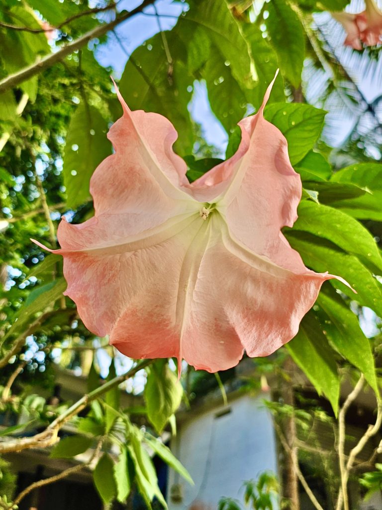 A peach-colored Brugmansia versicolor flower, commonly referred to as angel’s trumpets, captured up close in Perumanna, Kozhikode, Kerala.