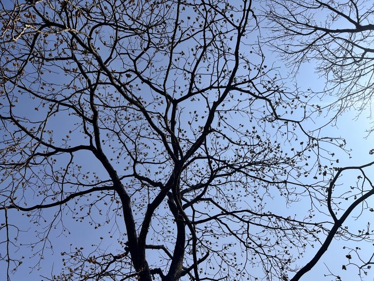 A cluster of lapsi hanging from a tree!