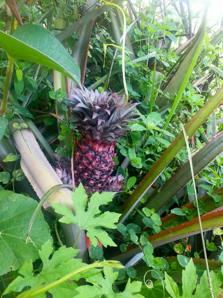 A Pineapple inside the green leaves.